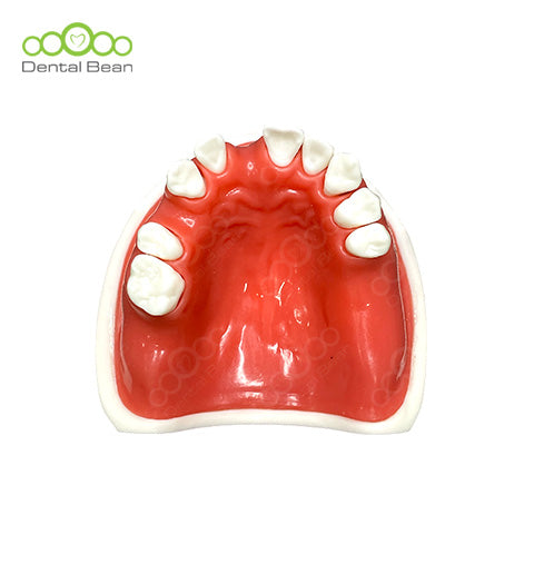 Dental bean Basic Model (Only Upper with Gum)