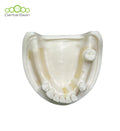 Dental bean Basic Model (Only Lower Without Gum)