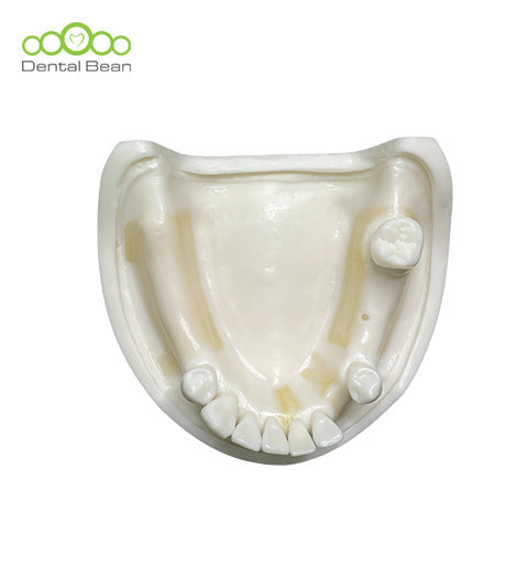 Dental bean Basic Model (Only Lower Without Gum)