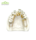 Dental bean Basic Model (Only Upper Without Gum)