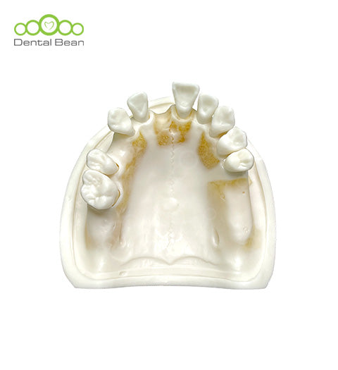 Dental bean Basic Model (Only Upper Without Gum)