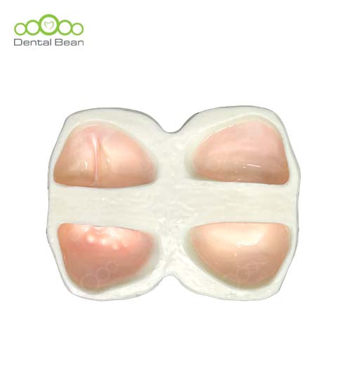 Dental Bean Sinus Surgery Model (4-Type)