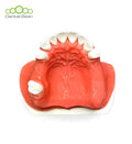 Dental Bean Sinus Surgery Model (With Gum)