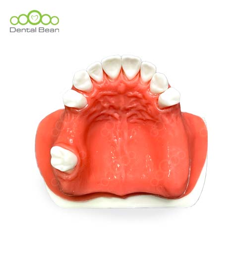 Dental Bean Sinus Surgery Model (With Gum)