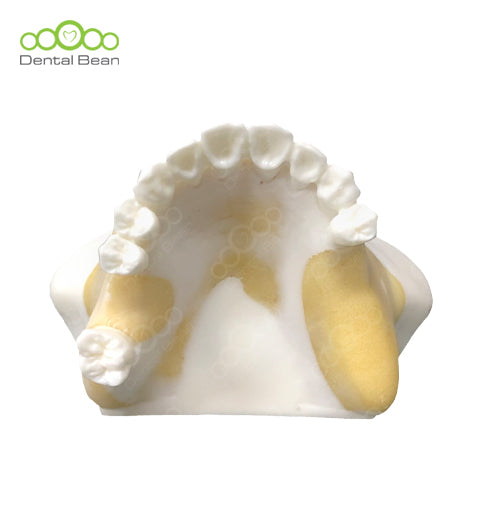 Dental Bean Sinus Surgery Model (Without Gum)